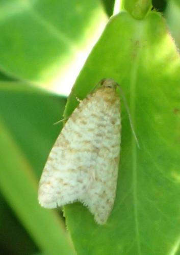 Réf. 183 237 : Isotrias stramentana